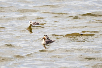 Two Great crested grebe (Podiceps cristatus) swimming 