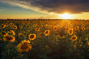 Paysage d& 39 été : beauté coucher de soleil sur champ de tournesols