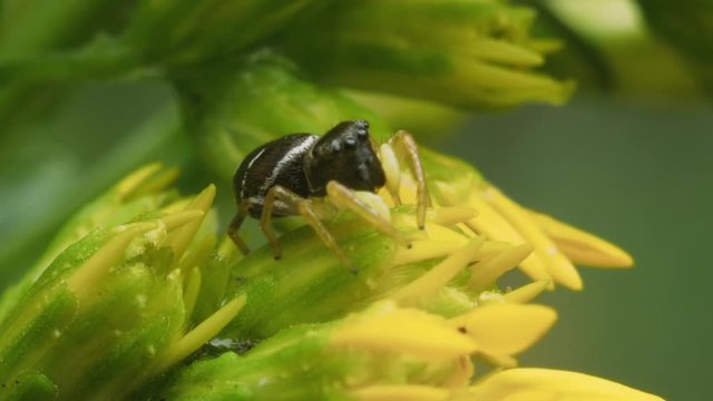 Spider jumper on a yellow flower hunts on small flower flies. Macro footage.