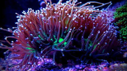 Naklejka premium Kolorowa latarka Euphyllia LPS koral