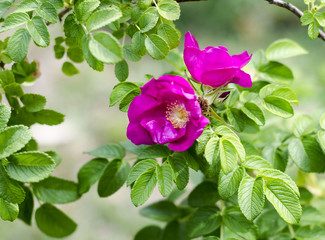 Hips Rose Flower