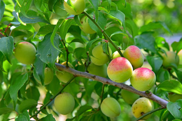 南高梅 / Japanese plum