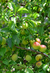 南高梅 / Japanese plum