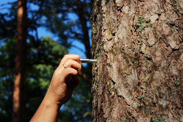a man fastens a ring to the pine for fixing a person and flogging. concept of sadomasochism,...