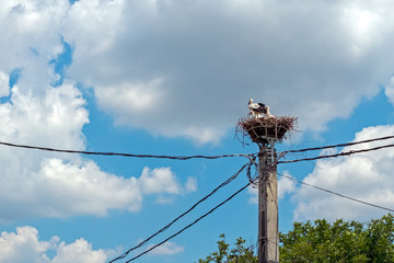 storks on the power pole