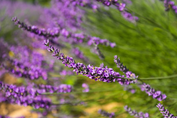 Lavender inflorescence. Close up. Background