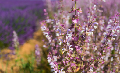 Flowers of Provence.