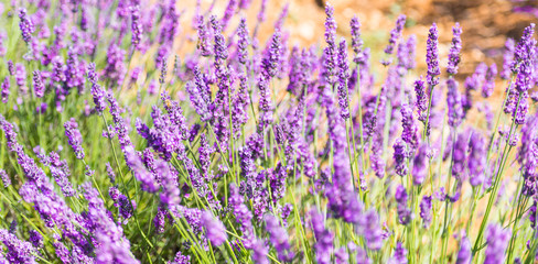 Spikes of lavender.
