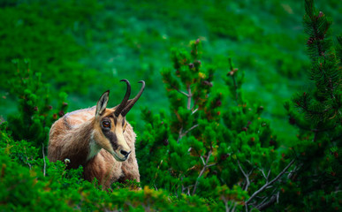 Wild alpine goat portraiture, green mountain nature on the background.