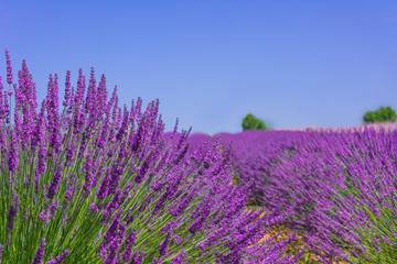Fototapeta na wymiar Spikes of lavender on a blue sky background