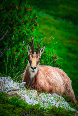 Wild alpine goat portraiture, green mountain nature on the background.