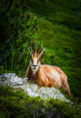 Wild alpine goat portraiture, green mountain nature on the background.