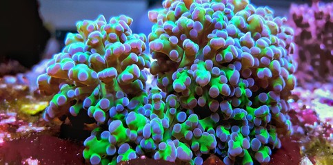 Frogspawn lps coral in reef aquarium tank