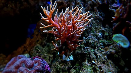 Naklejka na ściany i meble Histrix SPS coral in saltwater reef aquarium tank