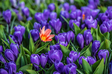 Purple flower tulip lit by sunlight. Soft selective focus, tulip close up. 