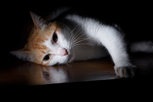 low key of female pet cat portrait, reflect face on wooden table