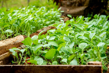  Lettuce in the plots