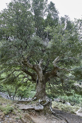Fototapeta na wymiar Greece. Crete. The Imbros Gorge. The immense old tree