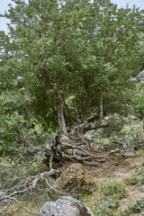 Greece. Crete. The Imbros Gorge. A tree with huge roots