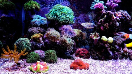 Fototapeta na wymiar Saltwater dream coral reef aquarium tank scene