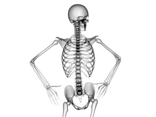 X RAY SKELETON 3D RENDER