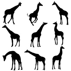 black silhouette clipart of giraffe. vector illustration