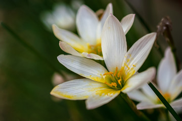Tiny beauty of mother earth, for greetings and postcard prints