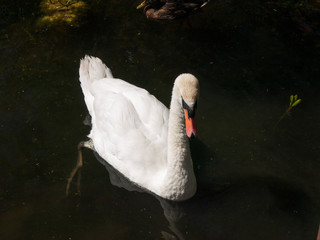 Swimming White Swan