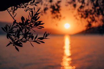 Silhouette olive tree branch in morning warm sunrise light. Sun shape above Mediterranean sea. Sun ray reflection bokeh beams on rippled water surface in early hours