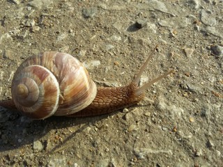 Snail