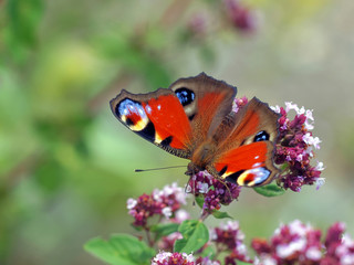 Bunter Schmetterling