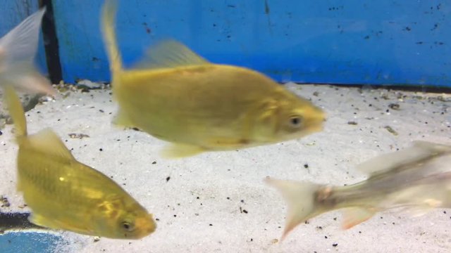 Spiegelkarpfen 이미지 – 찾아보기 108 스톡 사진, 벡터 및 비디오 | Adobe Stock Spiegelkarpfen 이미지 – 찾아보기 108 스톡 사진, 벡터 및 비디오 | Adobe Stock