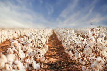 Fleecedeken met foto Cotton Field in West-Texas © MeganBetteridge