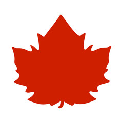 Red maple leaf, vector