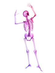 X RAY SKELETON 3D RENDER