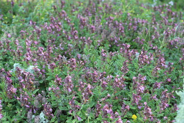  Purple flowers bloom in a meadow