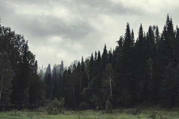 Gloomy atmosphere of evening in dark forest. High firs and pines in fog. Overcast weather and spooky haze in taiga. Mist among layers from trees. Eerie landscape in horror style in faded tones.