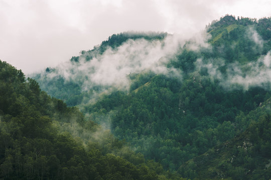 Thick fog in mountains with copy space on mist. Vintage foggy landscape of majestic nature in faded green tones in hipster style. Opaque haze among hills. © Daniil