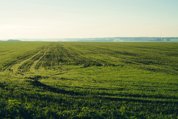 Ploughed field in springtime with copy space. Rich green background of field with furrows from plow close up under blue sky. Tree, bushes and industrial pipes on horizon.
