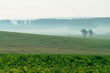 Misty ploughed field in springtime with copy space. Rich green background of field with furrows...