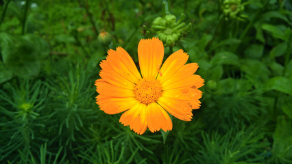 bright yellow flowers against the background of green herbs on a bright sunny day Minsk, Belarus