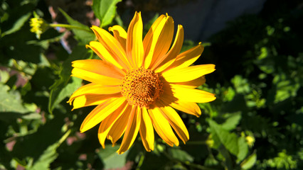 bright yellow flowers against the background of green herbs on a bright sunny day Minsk, Belarus