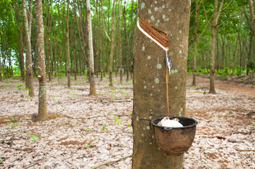 Rubber tree and bowl filled with latex.Natural latex dripping from a rubber tree at a rubber tree...