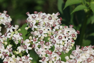 White elder  blooms on a meadow