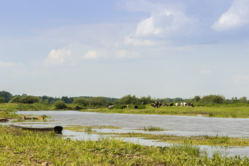Landscape with cows on the green grass field shore and boat moored on the river shore under the blue sky on a sunny day.