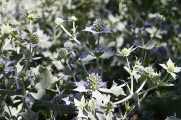 Eryngium maritimum - plant under protection with burr-shaped metallic blue flowers