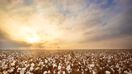 Cotton Field in West-Texas