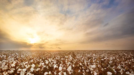 Wall murals Honey color Cotton Field in West Texas