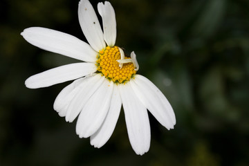 Obraz premium eine halbe margeriten blüte mit dunklem verschwommenen hintergrund fotografiert in makro und nahaufnahme
