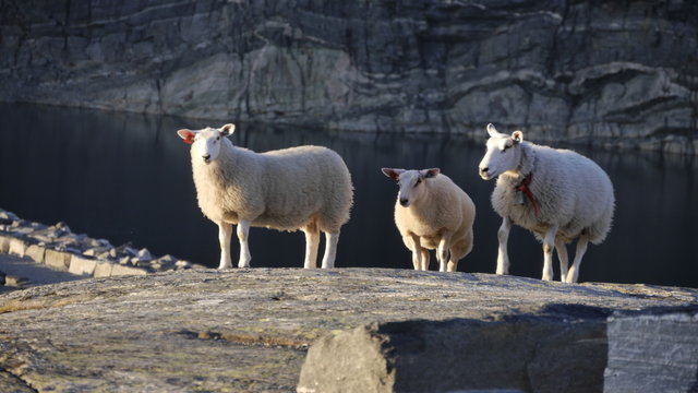 Landwirtschaft in Norwegen, Schafe in den Bergen